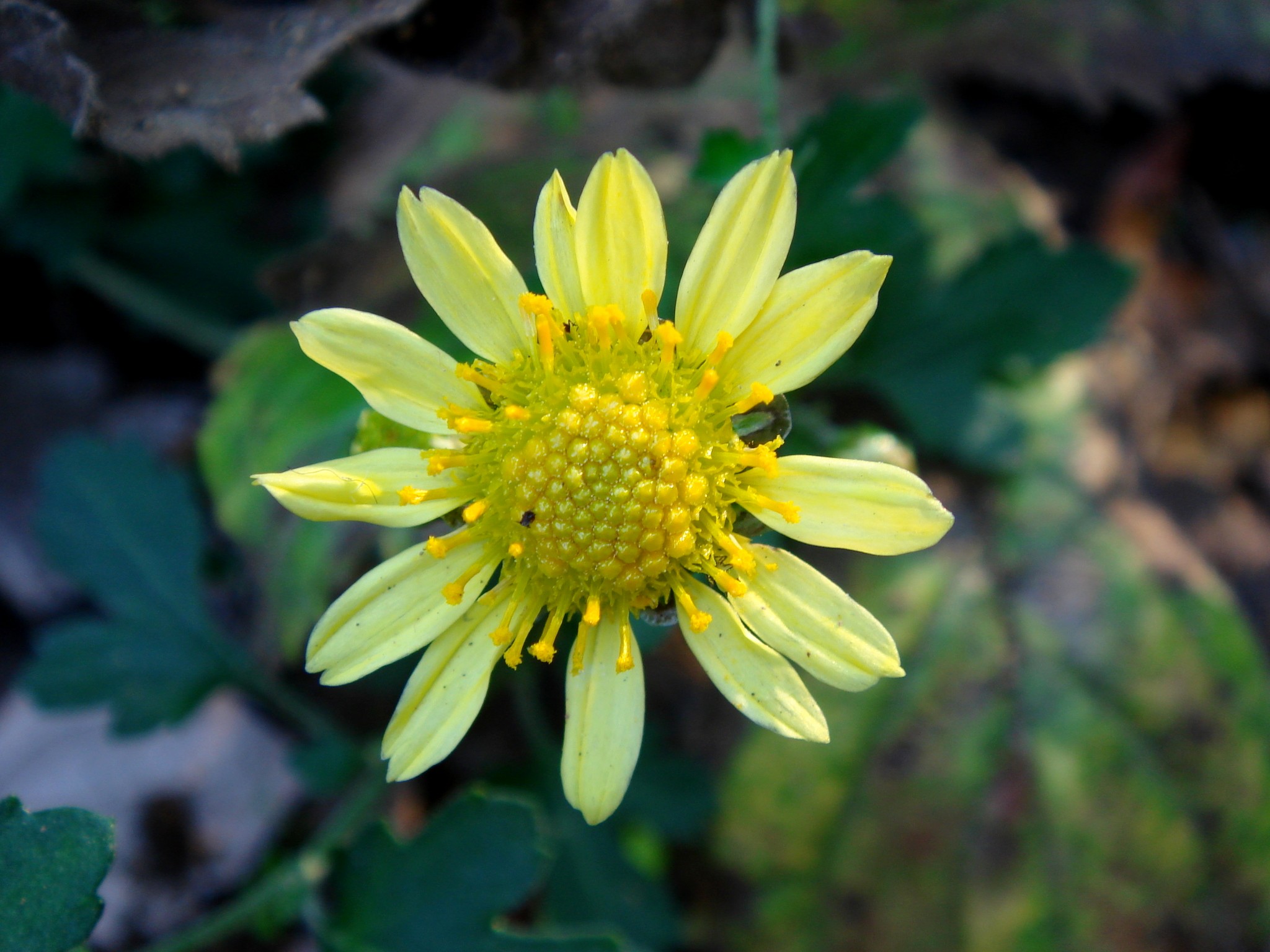 Chrysanthemum indicum L.